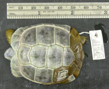 Media type: image; Herpetology R-5081
